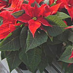 Stella di Natale, famiglia Euphorbiaceae, coltivazione e cura