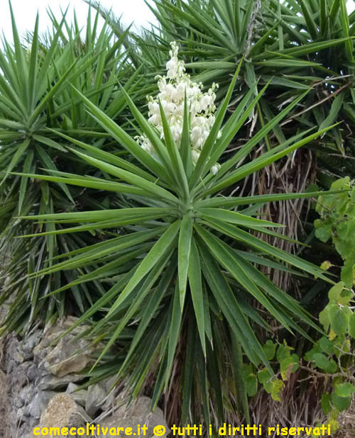 Yucca aloifolia in fiore